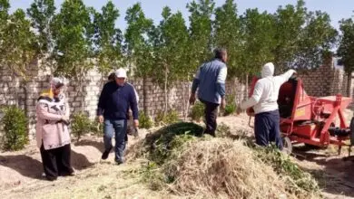 بحوث الصحراء تبتكر حلولًا لتوفير أعلاف بديلة من المخلفات لمواجهة الملوحة والجفاف بجنوب سيناء
