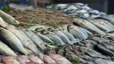 أسعار الأسماك في مصر اليوم 16 سبتمبر 2025