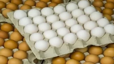 ارتفاع أسعار كرتونة البيض في السوق المحلية إلى 160 جنيهاً
