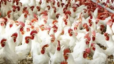 انخفاض أسعار الفراخ في بورصة الدواجن اليوم إلى 60 جنيها للكيلو