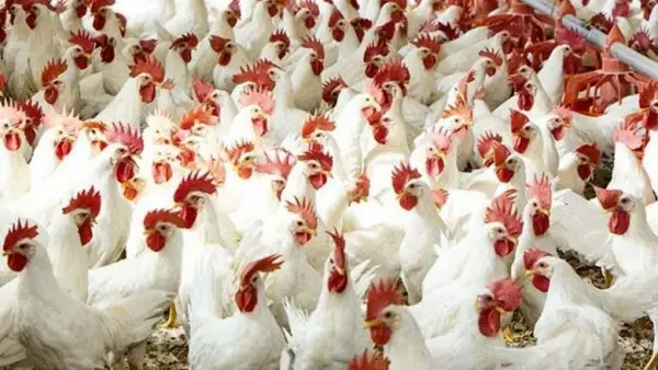 انخفاض أسعار الفراخ في بورصة الدواجن اليوم إلى 60 جنيها للكيلو