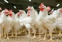 أسعار الدواجن في البورصة اليوم السبت 4 - 10 - 2025