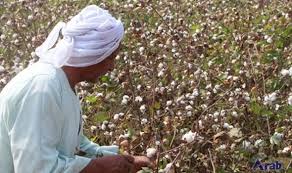 12 شركة تستحوذ على 32 ألف قنطار في مزاد قطن الدقهلية بحصيلة 300 مليون جنيه