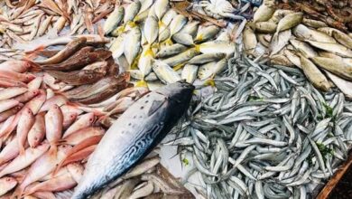 استقرار أسعار الأسماك الشعبية بالإسكندرية وارتفاع طفيف في المأكولات البحرية الفاخرة