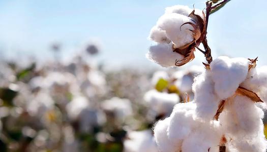 انطلاق مزاد أقطان الوجه البحري غدًا بكميات تصل إلى 155 ألف قنطار