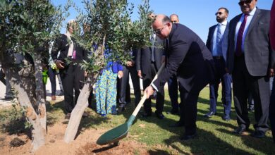 قيادات التأمين والرقابة المالية يطلقون مبادرة للتشجير بشرم الشيخ دعماً للاستدامة وخفض الانبعاثات