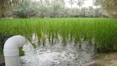 «مياه القناة» تطرح 330 فدانًا للاستثمار في زراعة الغابات باستخدام مياه الصرف الصحي