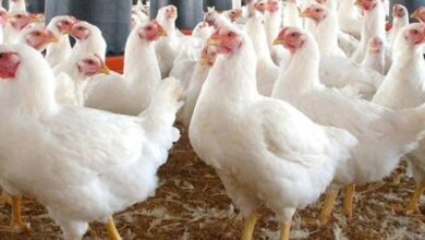 أسعار الفراخ اليوم الأربعاء 28 يناير 2026 في الأسواق المصرية