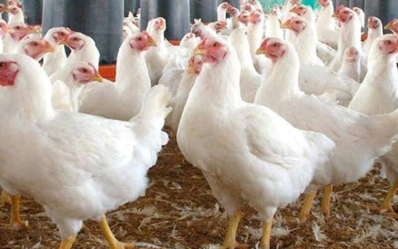 أسعار الفراخ اليوم الأربعاء 28 يناير 2026 في الأسواق المصرية