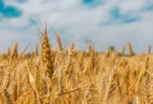 الزراعة: إنتاج القمح في مصر يصل إلى 10 ملايين طن والدعم المبكر يحفز المزارعين