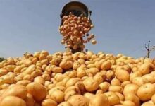 تراجع واردات تقاوي البطاطس بنسبة 18.7% خلال موسم 2025/2026 واسكتلندا تتصدر الموردين