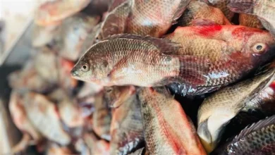 مصر تشهد استقرارًا في أسعار الأسماك اليوم الخميس مع تركيز على زيادة الصادرات