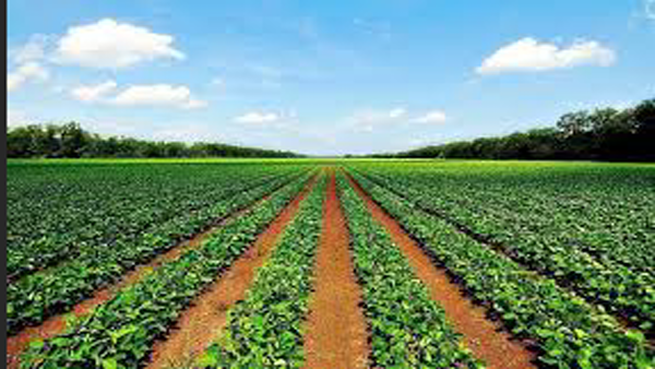 إيقاف التداول على أسهم النصر لتصنيع الحاصلات الزراعية لحين الرد على استفسارات البورصة