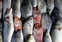 أسعار الأسماك اليوم في مصر مع زيادة نصيب المزارع السمكية من الإنتاج