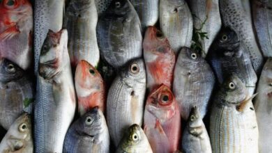 أسعار الأسماك اليوم في مصر مع زيادة نصيب المزارع السمكية من الإنتاج