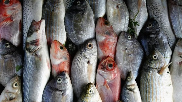 أسعار الأسماك اليوم في مصر مع زيادة نصيب المزارع السمكية من الإنتاج