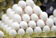 **استقرار أسعار البيض في مصر اليوم مع زيادة الإنتاج والتصدير المستهدف** كتب أحمد اللاهوني شهدت أسعار البيض في السوق المصرية اليوم الاثنين 16 فبراير 2026 استقراراً ملحوظاً، حيث تراوحت أسعار البيض في المزرعة بين 118 و120 جنيهاً للطبق، فيما بلغ سعر البيع للمستهلك 135 جنيهاً للطبق الأبيض و140 جنيهاً للبيض الأحمر، بحسب عبدالعزيز السيد رئيس شعبة الثروة الداجنة بغرفة القاهرة التجارية. وأشار إلى أن القطاع يضم نحو 50 إلى 60 ألف منشأة إنتاجية، بينها 20 شركة كبيرة، بحجم استثمارات يصل إلى 90 مليار جنيه، ويعمل فيه أكثر من 2.5 مليون عامل. ويبلغ متوسط نصيب الفرد من إنتاج البيض المحلي نحو 130 بيضة سنوياً. وتستهدف الحكومة زيادة الإنتاج المحلي من البيض الذي وصل إلى 13 مليار بيضة سنوياً، لتلبية احتياجات السوق المحلية وتعزيز فرص التصدير، عبر تطوير مشروع الدواجن التكاملي بالعزب بمحافظة الفيوم، الذي يعتمد على مراحل التفريخ والإنتاج والمجازر وإنتاج الأعلاف ووحدات تدوير المخلفات والزراعات التكاملية. وتأتي جهود الدولة ضمن خطة لدعم المشروعات المتكاملة بالمناطق الصحراوية في 9 مناطق بإجمالي مساحة 19 ألف فدان، مع استغلال مصادر الطاقة المتجددة مثل الشمس والرياح والبيوجاز والغاز الطبيعي لتشغيل المشروعات الإنتاجية. وسجلت بورصة البيض اليوم استقرار الأسعار بين 135 و140 جنيهاً للطبق، فيما بلغ عدد مصانع الأعلاف المرخصة نحو 1493 مصنعاً ضمن 12,290 منشأة للثروة الداجنة، مع الالتزام بالتطعيمات البيطرية المكثفة التي رفعت الطاقة الإنتاجية للقاحات من 120 مليون إلى 2 مليار جرعة سنوياً لضمان السيطرة على الأمراض ودعم التصدير.
