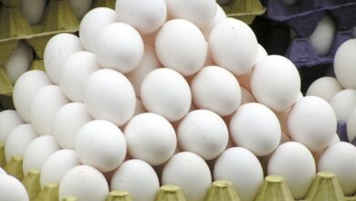 **استقرار أسعار البيض في مصر اليوم مع زيادة الإنتاج والتصدير المستهدف** كتب أحمد اللاهوني شهدت أسعار البيض في السوق المصرية اليوم الاثنين 16 فبراير 2026 استقراراً ملحوظاً، حيث تراوحت أسعار البيض في المزرعة بين 118 و120 جنيهاً للطبق، فيما بلغ سعر البيع للمستهلك 135 جنيهاً للطبق الأبيض و140 جنيهاً للبيض الأحمر، بحسب عبدالعزيز السيد رئيس شعبة الثروة الداجنة بغرفة القاهرة التجارية. وأشار إلى أن القطاع يضم نحو 50 إلى 60 ألف منشأة إنتاجية، بينها 20 شركة كبيرة، بحجم استثمارات يصل إلى 90 مليار جنيه، ويعمل فيه أكثر من 2.5 مليون عامل. ويبلغ متوسط نصيب الفرد من إنتاج البيض المحلي نحو 130 بيضة سنوياً. وتستهدف الحكومة زيادة الإنتاج المحلي من البيض الذي وصل إلى 13 مليار بيضة سنوياً، لتلبية احتياجات السوق المحلية وتعزيز فرص التصدير، عبر تطوير مشروع الدواجن التكاملي بالعزب بمحافظة الفيوم، الذي يعتمد على مراحل التفريخ والإنتاج والمجازر وإنتاج الأعلاف ووحدات تدوير المخلفات والزراعات التكاملية. وتأتي جهود الدولة ضمن خطة لدعم المشروعات المتكاملة بالمناطق الصحراوية في 9 مناطق بإجمالي مساحة 19 ألف فدان، مع استغلال مصادر الطاقة المتجددة مثل الشمس والرياح والبيوجاز والغاز الطبيعي لتشغيل المشروعات الإنتاجية. وسجلت بورصة البيض اليوم استقرار الأسعار بين 135 و140 جنيهاً للطبق، فيما بلغ عدد مصانع الأعلاف المرخصة نحو 1493 مصنعاً ضمن 12,290 منشأة للثروة الداجنة، مع الالتزام بالتطعيمات البيطرية المكثفة التي رفعت الطاقة الإنتاجية للقاحات من 120 مليون إلى 2 مليار جرعة سنوياً لضمان السيطرة على الأمراض ودعم التصدير.