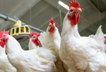 أسعار الدواجن في مصر اليوم الاثنين مع توقعات بزيادة الصادرات