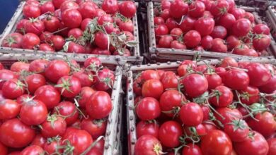 أسعار الطماطم تقفز إلى 1000 جنيه للقفص بسوق العبور
