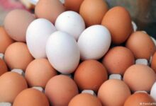 أسعار البيض في مصر اليوم الأحد 26 - 4 - 2026.. الطبق الأبيض يصل إلى 105 جنيهات للمستهلك