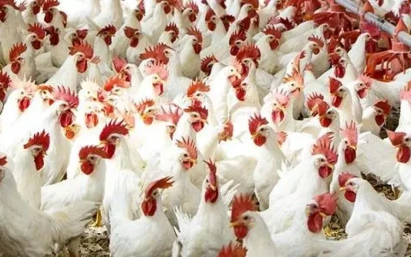 أسعار الدواجن في مصر اليوم الأحد 26 - 4 - 2026