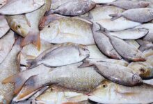 أسعار السمك في مصر والبلطي بين 85 و100 جنيه