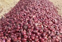 تراجع حاد في أسعار البصل بسوق العبور وبلوغ الكيلو 4 جنيهات مع ذروة الحصاد