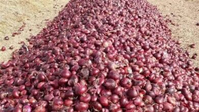 تراجع حاد في أسعار البصل بسوق العبور وبلوغ الكيلو 4 جنيهات مع ذروة الحصاد