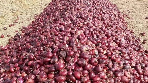تراجع حاد في أسعار البصل بسوق العبور وبلوغ الكيلو 4 جنيهات مع ذروة الحصاد