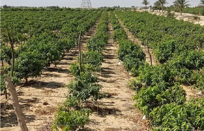 قطاع الزراعة المصري يواجه تحديات التغير المناخي والتأمين يصبح خط الدفاع الأول