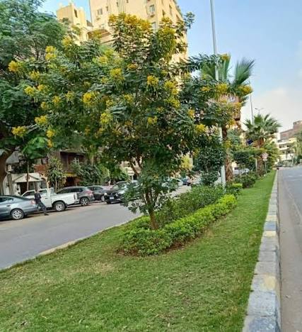 التشجير في مصر أمام خطة جديدة.. رئيس جهاز البيئة الأسبق يدعو لتوحيد المسؤولية وإنهاء العشوائية