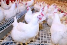 الدواجن عند 65 جنيهًا والبيض بـ60.. خسائر تضغط على المربين وتدفع بعضهم للخروج من السوق