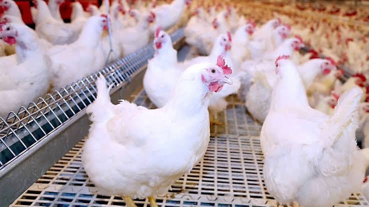 الدواجن عند 65 جنيهًا والبيض بـ60.. خسائر تضغط على المربين وتدفع بعضهم للخروج من السوق