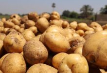 الزراعة تستهدف توطين تقاوي البطاطس وخفض فاتورة الاستيراد 100 مليون دولار سنويًا