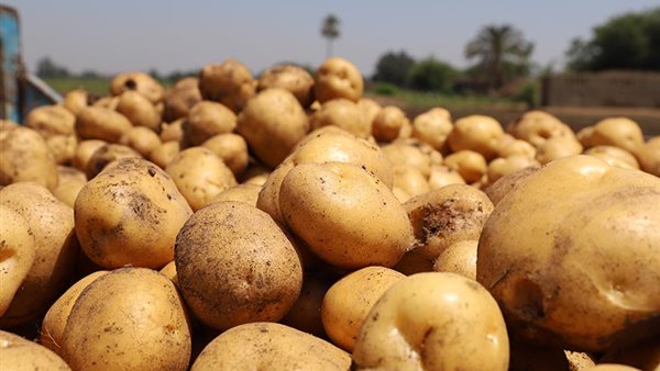 الزراعة تستهدف توطين تقاوي البطاطس وخفض فاتورة الاستيراد 100 مليون دولار سنويًا